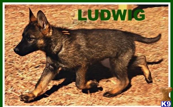 german shepherd puppy posted by vom schonen Berg